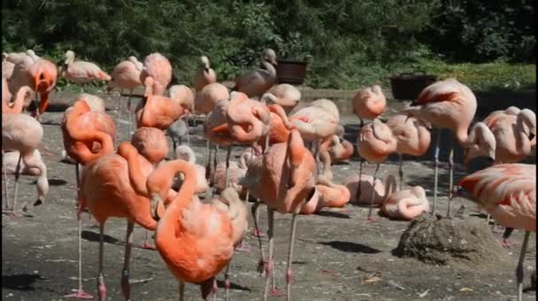 Wonderful Magical Beautiful Pink Flamingos Beautiful Flamingos Pond Sunny Day — Wideo stockowe