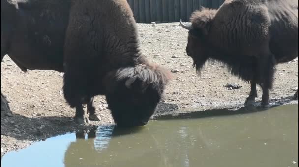 American Bison Powerful Fast Relaxing Stock Video Footage — Stockvideo