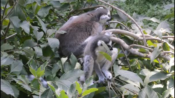 Amazingly Beautiful Cute Lemurs — Stock video
