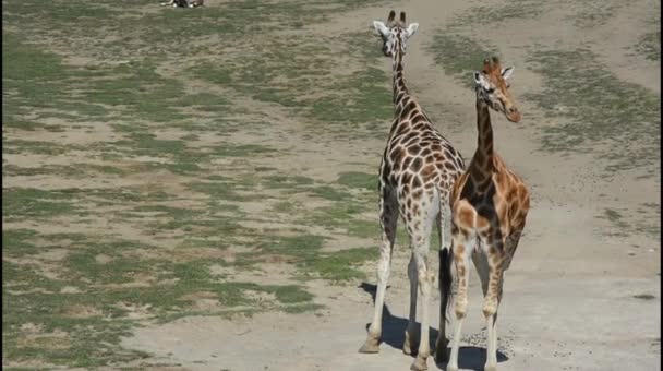 Giraffe Almost Always Stands Sleeps Very Little — Stockvideo