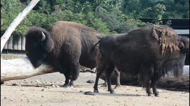 American Bison Powerful Fast — Stockvideo