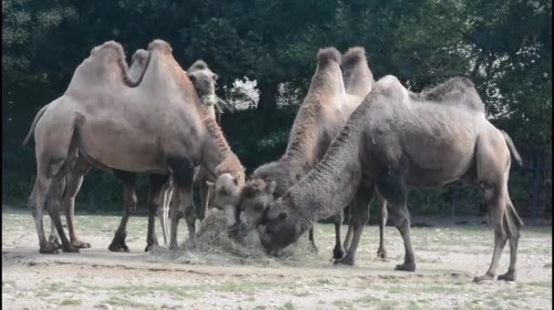 Group Camels Park — ストック動画