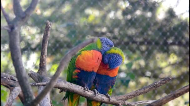 Parrots Love Kissing Branch Couples Love More Fun Together Relaxation — Stockvideo