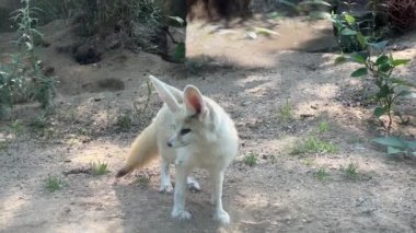 Fennec fox. Small animal with big ears. Relaxing stock video footage. 