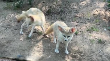 Fennec fox. Small animal with big ears. Relaxing stock video footage. 