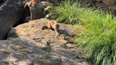 Yellow mongoose on a summer sunny day. Relaxing stock video footage. 