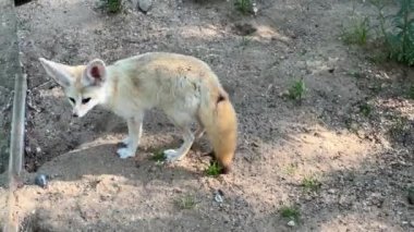 Fennec fox. Small animal with big ears. Relaxing stock video footage. 