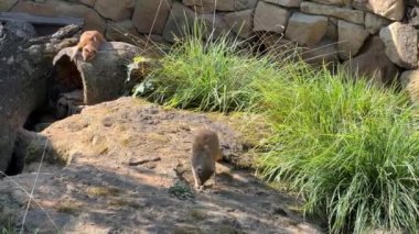 Yellow mongoose on a summer sunny day. Relaxing stock video footage. 