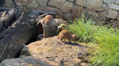 Yellow mongoose on a summer sunny day. Relaxing stock video footage. 