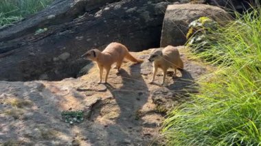 Yellow mongoose on a summer sunny day. Relaxing stock video footage. 