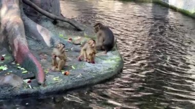 Southern pig-tailed macaque. Big family of monkeys. Relaxing stock video footage. 