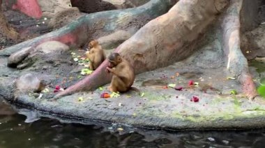 Southern pig-tailed macaque. Big family of monkeys. Relaxing stock video footage. 