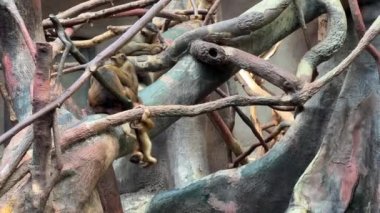 Southern pig-tailed macaque. Big family of monkeys. Relaxing stock video footage. 