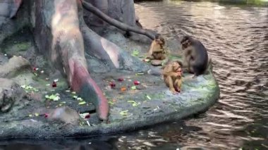 Southern pig-tailed macaque. Big family of monkeys. Relaxing stock video footage. 