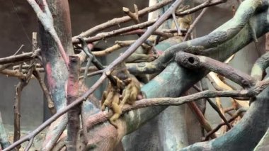 Southern pig-tailed macaque. Big family of monkeys. Relaxing stock video footage. 
