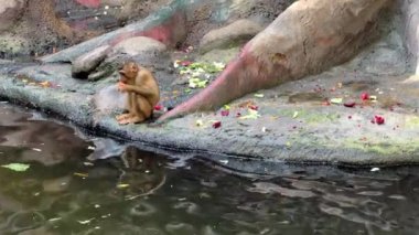 Southern pig-tailed macaque. Big family of monkeys. Relaxing stock video footage. 