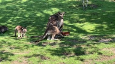 Group of beautiful kangaroos. Kangaroo on the grass eats a fresh branch. Relaxing stock video footage. 