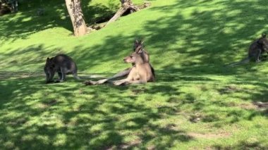 Group of beautiful kangaroos. Kangaroo on the grass eats a fresh branch. Relaxing stock video footage. 