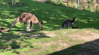 Group of beautiful kangaroos. Kangaroo on the grass eats a fresh branch. Relaxing stock video footage. 