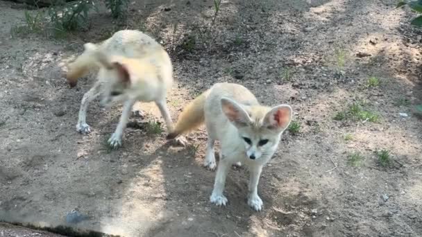 Fennec Fox Small Animal Big Ears Relaxing Stock Video Footage — Vídeo de Stock