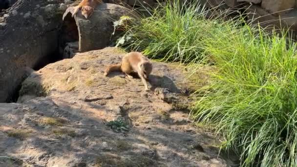 Yellow Mongoose Summer Sunny Day Relaxing Stock Video Footage — Video