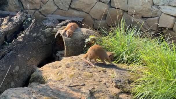Yellow Mongoose Summer Sunny Day Relaxing Stock Video Footage — Wideo stockowe