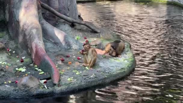 Southern Pig Tailed Macaque Big Family Monkeys Relaxing Stock Video — Stockvideo