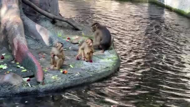 Southern Pig Tailed Macaque Big Family Monkeys Relaxing Stock Video — Vídeos de Stock