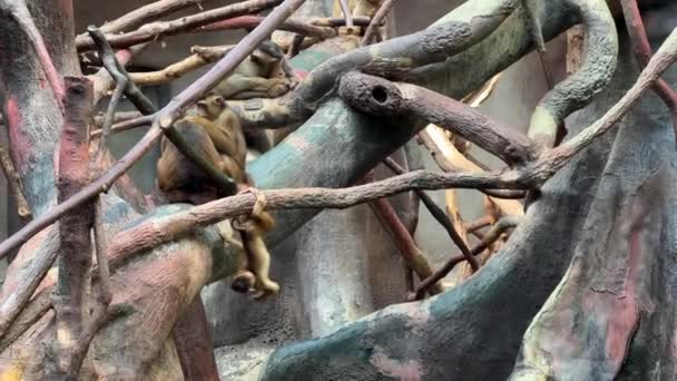 Southern Pig Tailed Macaque Big Family Monkeys Relaxing Stock Video — Stok video