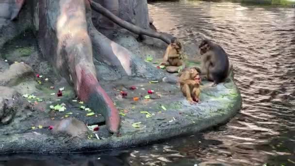 Southern Pig Tailed Macaque Big Family Monkeys Relaxing Stock Video — Stok video