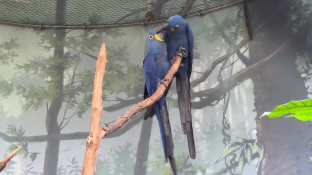 Two Gorgeous Hyacinth Macaw Parrots Enjoying Each Other Kissing Parrots — 图库视频影像