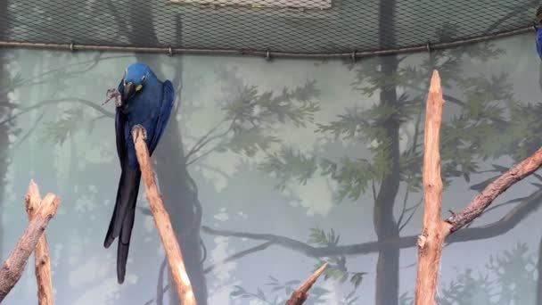 Very Beautiful Parrots Eat Enjoy Parrot Eats Looks Parrots Sit — Stockvideo