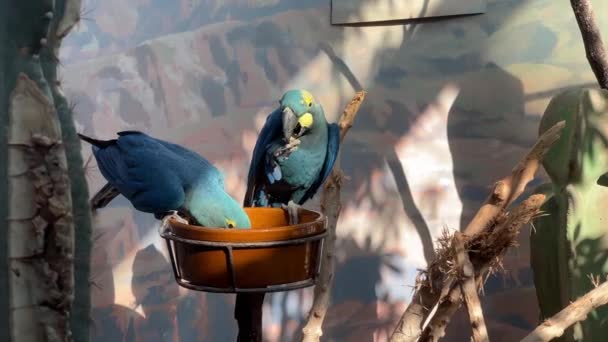 Two Luxurious Hyacinth Macaw Parrots Enjoying Meal Very Beautiful Parrots — Vídeo de Stock