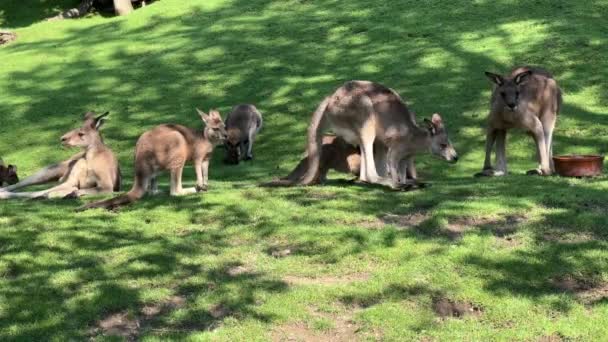 Group Beautiful Kangaroos Kangaroo Grass Eats Fresh Branch Relaxing Stock — Stock videók