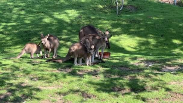 Group Beautiful Kangaroos Kangaroo Grass Eats Fresh Branch Relaxing Stock — ストック動画
