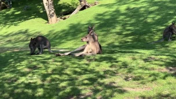 Group Beautiful Kangaroos Kangaroo Grass Eats Fresh Branch Relaxing Stock — стоковое видео