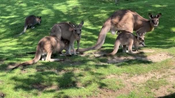 Group Beautiful Kangaroos Large Friendly Family Kangaroos Relaxing Stock Video — стоковое видео