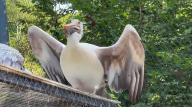 A group of pelicans on a sunny day. Relaxing stock video footage. 