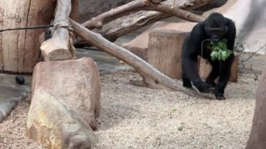 Gorilla walking with a fresh branch. Relaxing stock video footage. 