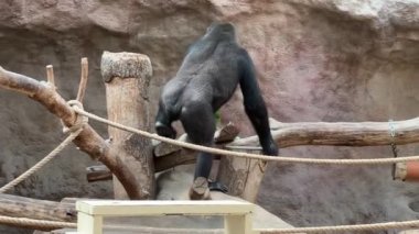 Gorilla walking with a fresh branch.