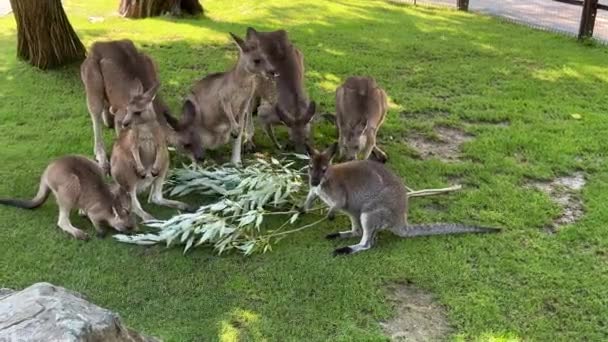 Large Friendly Family Kangaroos Enjoying Favorite Food Group Beautiful Kangaroos — Stock video