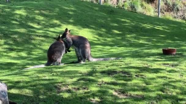 Group Beautiful Kangaroos Kangaroo Grass Eats Fresh Branch — Stockvideo