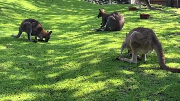 Group Beautiful Kangaroos Kangaroo Grass Eats Fresh Branch — Video