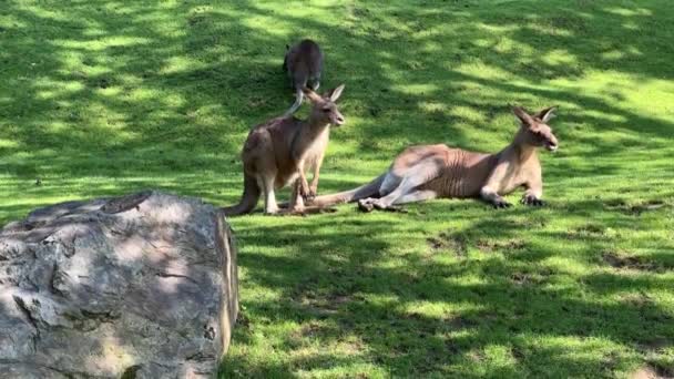 Group Beautiful Kangaroos Kangaroo Grass Eats Fresh Branch — Stockvideo