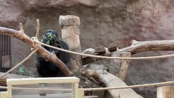 Gorilla Walking Fresh Branch Relaxing Stock Video Footage — Vídeos de Stock