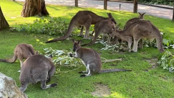 Large Friendly Family Kangaroos Enjoying Favorite Food Group Beautiful Kangaroos — Stock video