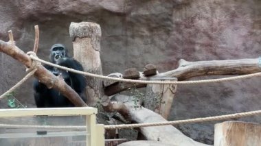 Gorilla walking with a fresh branch. Relaxing stock video footage. 