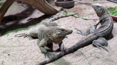 Cuban ground iguana. The world of animals.