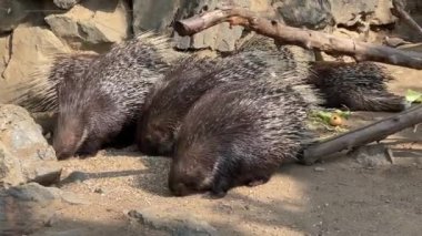 Porcupines eat with great appetite.