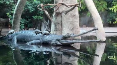 A beautiful crocodile lies in the water with three turtles on its back. Crocodile with open mouth close-up. 4K